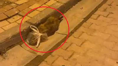İsyan Ettiren Eziyet! Kedinin Başına Poşet Geçirip Bağladılar