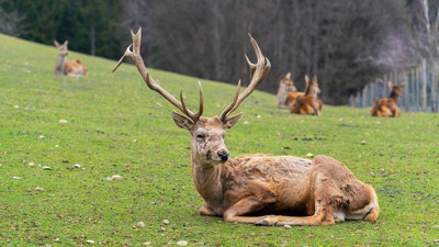Yaban Keçilerini Katledenlere 1,9 Milyon Liralık Ceza
