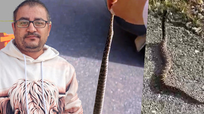 Tek Isırığı Bile Öldürmeye Yetiyor! Yolda Giderken Gördü, Elleriyle Yakaladıktan Sonra Dehşete Düştü