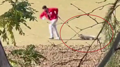 Vicdanları Yaralayan Görüntü! Hayvana Şiddet Yine Cezasız Kaldı