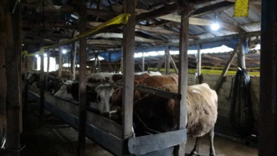 İstanbul'da Şap Alarmı! 3 Köy Kapatıldı, 18 Mahalle Gözetim Altında