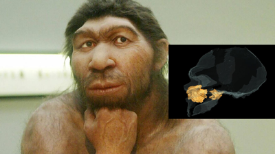 Bilim Dünyası Şaşkın! Neandertaller Hakkındaki Popüler Teori Çöktü