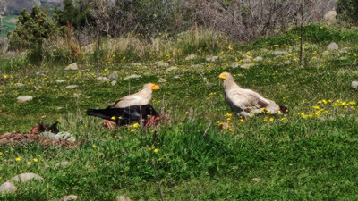 Nesli Tehlikedeki Mısır Akbabaları Bolu'da Görüntülendi