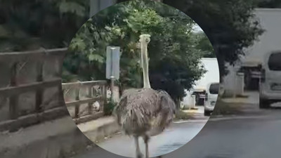 Şile’de Trafiğe Çıktı! Hayvanat Bahçesinden Kaçan Devekuşu Ortalığı Karıştırdı