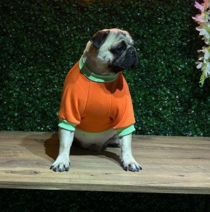 Pet Otele Emanet Ettikleri Dostlarını Kaybeden Çiftten Korkunç İddia! Alf’e Ne Oldu? İhmal mi? Kalp Krizi mi? - Resim : 4