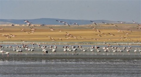 Kuraklık Bir Gölü Daha Yuttu: 'Flamingo Cenneti' Cehenneme Döndü