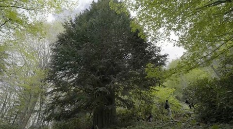 İşte dünyanın en yaşlı ağaçları