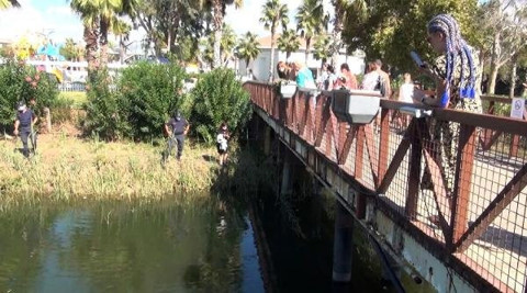 Antalya'da korkutan görüntüler: Balıklar ve yengeçler yüzeye çıktı