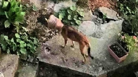 Başına bidon sıkışan köpek böyle kurtarıldı