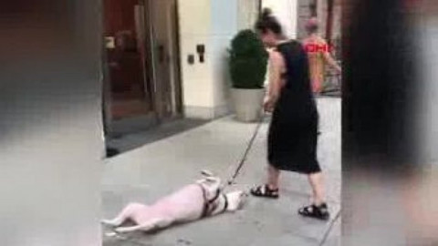 ABD'de köpeğin yürüyüş inadı milyonları güldürdü