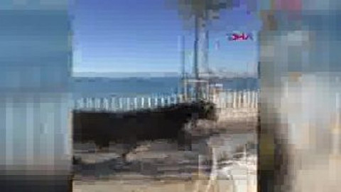 Antalya'da kesime götürülen kurbanlık sahile kaçtı
