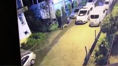 Artvin'de polislerin şehre inen ayıyı kovaladığı anlar kamerada
