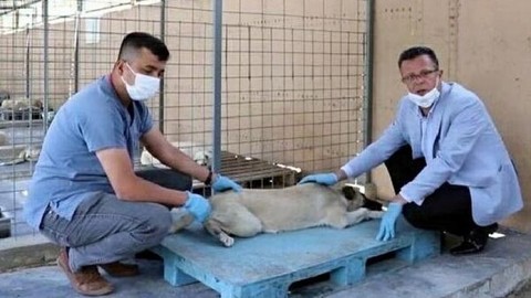 Köpeği fırça sapıyla dövmüştü: Barınak korumaya aldı