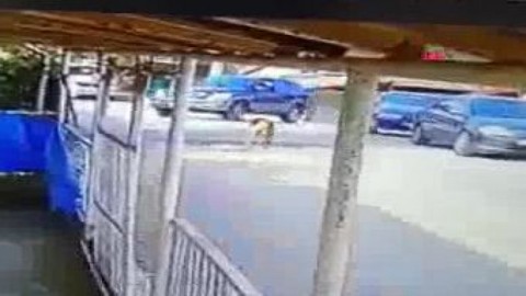 Kocaeli'de yol ortasında duran köpeği ezip, yoluna devam eden sürücü kamerada