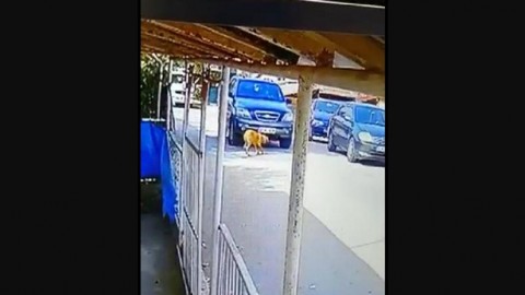 Bir vicdansızlık daha! Köpeği ezip yoluna devam etti