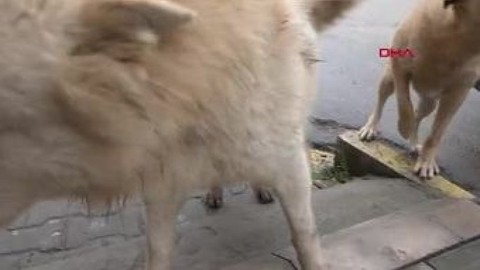 Köpeği ile kavga sokak köpeğini bıçakladı: Vahşet anları güvenlik kamerasında