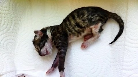 Yürekleri ısıtan görüntü: Yavru kedi kalp masajı ile hayata döndü