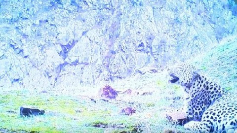Neslinin yok olduğu düşünülen Anadolu leoparı yeniden görülüyor