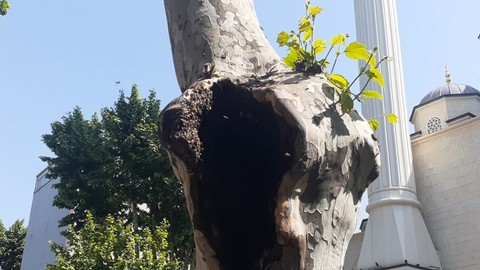 Pendik’te şaşırtan görüntü: Arılar ağaç kovuğuna yuva yaptı