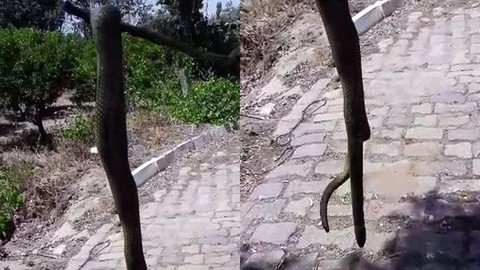 Aydın'da 2 buçuk metrelik yılan korku ve paniğe neden oldu