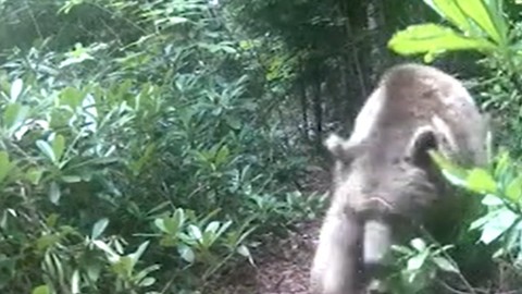 Mikdat Hoca'nın evine dadanan bozayılar kamerada