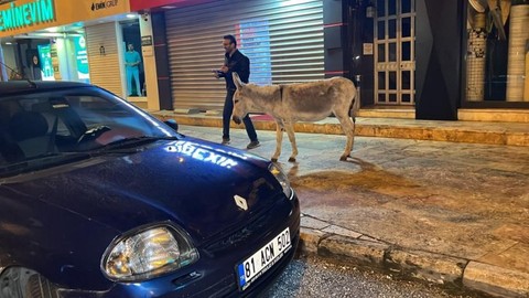 Ahırdan kaçan eşek şehir merkezinde tur attı