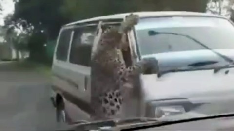 Ormandan gelen leopar çevredekilere saldırdı!