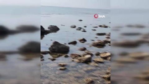 Saros Körfezi'nde deniz suyu çekildi: Yüzdükleri alanda yürümeye başladılar