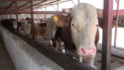 Türkiye'de şap alarmı: 'Çok hızlı bulaşıyor; çok ciddi bir ekonomik kayıp'