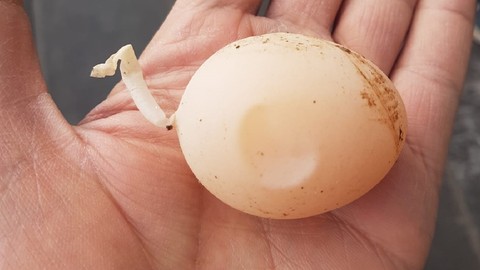 Bu yumurtayı gören şaşkına döndü!