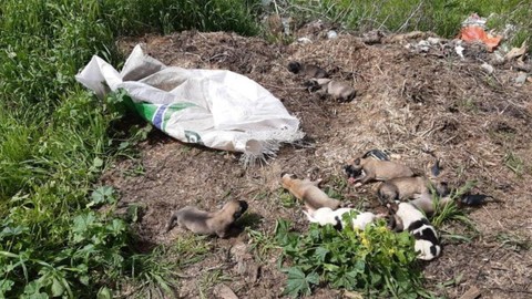 Yeni doğan 11 yavru köpek ağzı bağlı çuvalda ölüme terk edildi