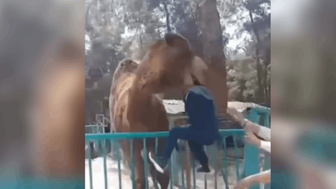 Denizli'de korku dolu anlar: Deve küçük çocuğun başından yakaladı