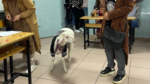 Kuzusuyla oy kullanmaya gitti