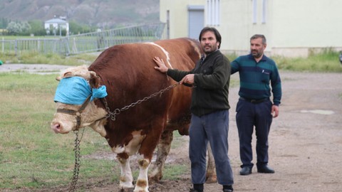 Heybeti kadar fiyatı da dudak uçuklatıyor
