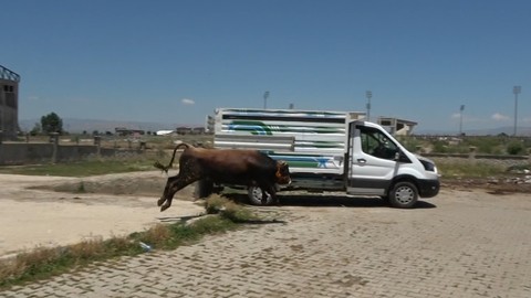 Muş'ta sahibinin elinden kaçan dana pazar yerini birbirine kattı