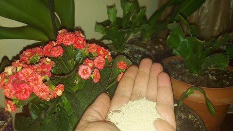 Dibine koyun, açmayan çiçeklerin bile açmasını sağlıyor - çiçeklerin  hızlı uzamasını sağlıyor