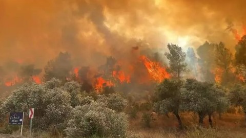Muğla'nın Milas ilçesinde korkutan yangın