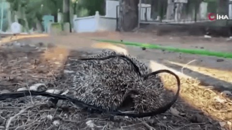 Kirpiyi iple mezarlığa bağladılar