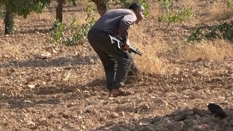 Silahla bekliyorlar, 'yeşil altın' nöbeti başladı!