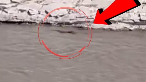 Nesli tükenme tehlikesinde, Şırnak'ta görüldü!