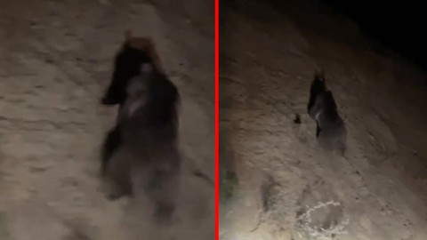 Hakkari'de ortaya çıktı, görüntüsü kameraya yansıdı!