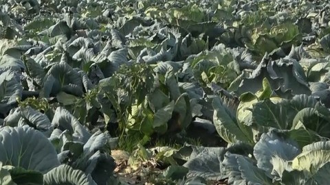 Muş'ta binlerce dönüm ekildi, günün ilk ışıklarıyla tarlalara girerek hasadı başladı: Tarlada tanesi 60 TL, kilosu 6 TL!