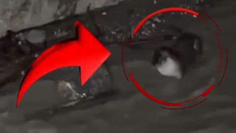 Görüntüler, Bolu'da kayda geçti: Nesli tükenmek üzere!