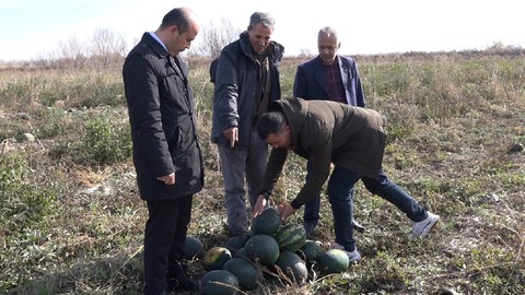 Iğdır'da yaz ürününü açık alanda kış mevsiminde yetiştirdi, hasadı yapıldı: Taleplere yetişemiyor!