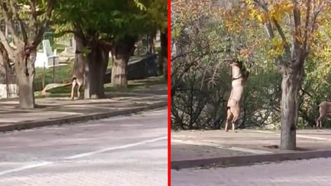 Nesli tükenmek üzere, Tunceli'de görüntülendi: Şehre kadar indiler!