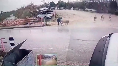 Kendini bir anda yerde buldu: Yolun karşısına geçmek isteyen adama koç saldırdı