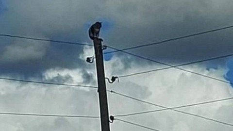 Elektrik direğinde mahsur kalan kedi kurtarıldı