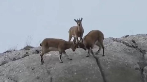 Belgeselleri aratmayan görüntüler: Dağ keçilerini böyle görüntüledi
