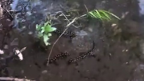 Nesli tükenmekte, Elazığ'da görüntülendi!