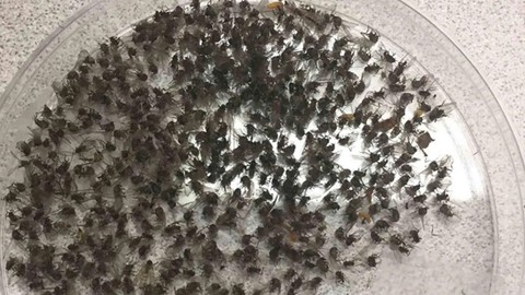 Evinizdeki minik sinekleri yok eden doğal çözüm! Pahalı ilaçlara gerek yok
